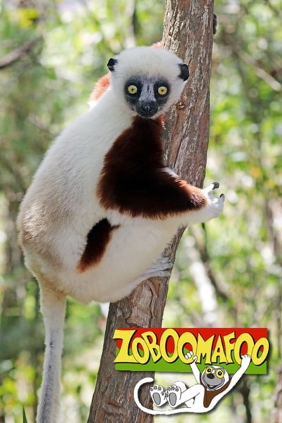 Zoboomafoo - Season 2