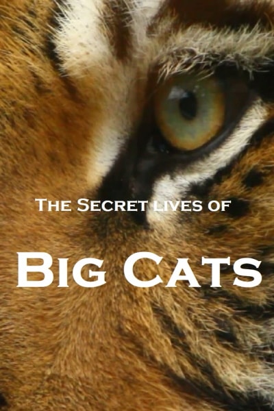 The Secret Lives Of Big Cats - Season 1