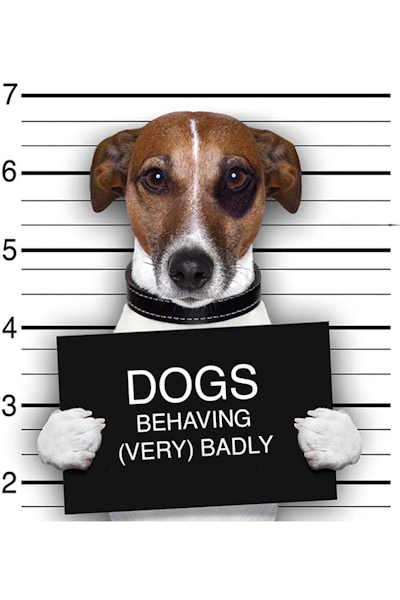 Dogs Behaving (Very) Badly - Season 6