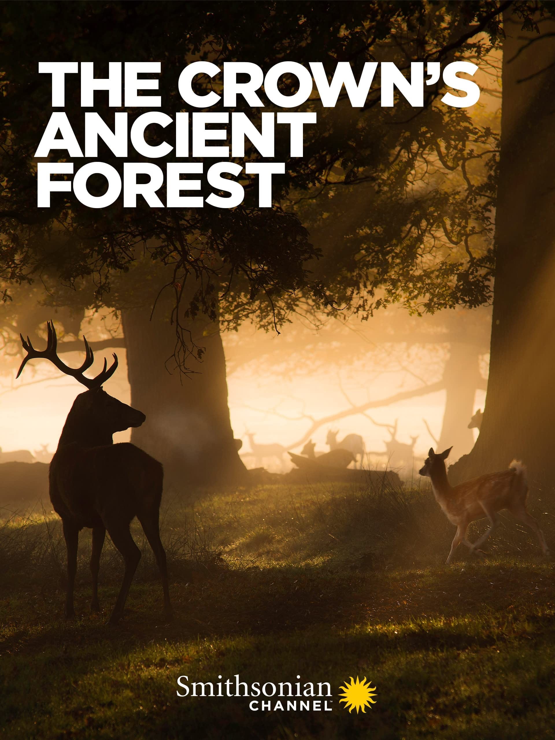 The Crown`s Ancient Forest