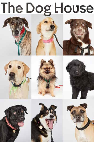 The Dog House - Season 4