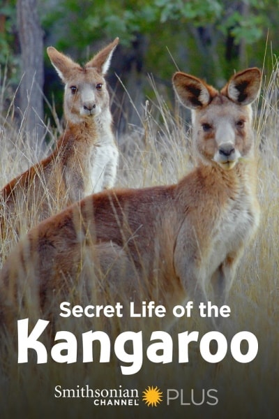 Secret Life of the Kangaroo - Season 1